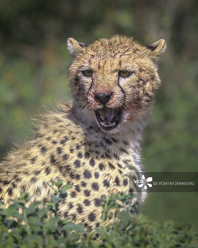 血腥面部肖像图片素材