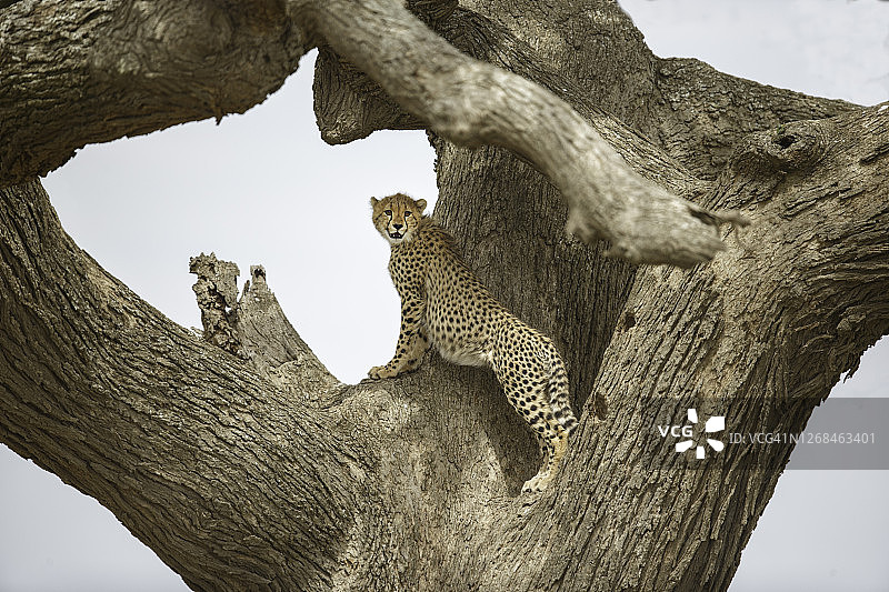 树上的猎豹图片素材