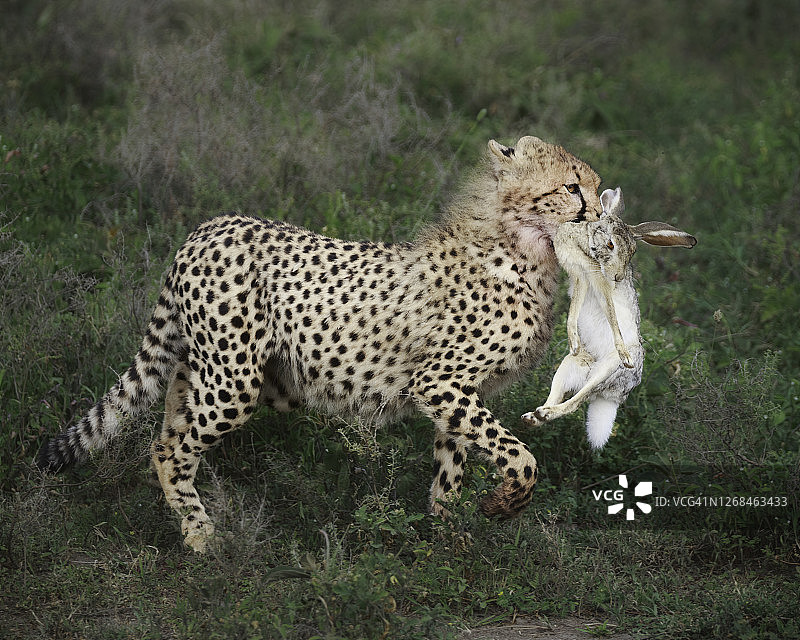 猎豹幼崽 carrying a Rabbit图片素材
