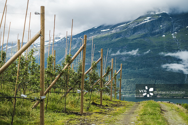 挪威哈当厄尔峡湾的苹果树图片素材