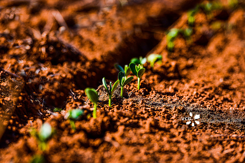 发芽的大豆植物图片素材