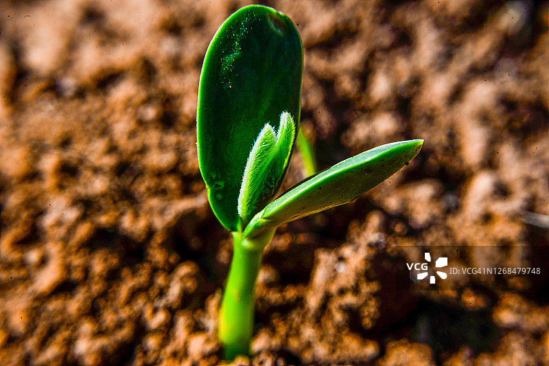 黄豆植物发芽图片素材