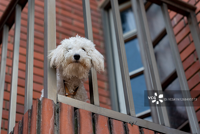 房子阳台上的狗图片素材