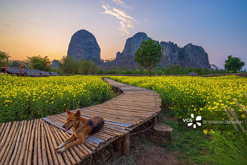棕色狗与美丽风景：泰国沙缴府考查干县日落时分的大山和蝙蝠背景下的黄色波斯菊花田图片素材