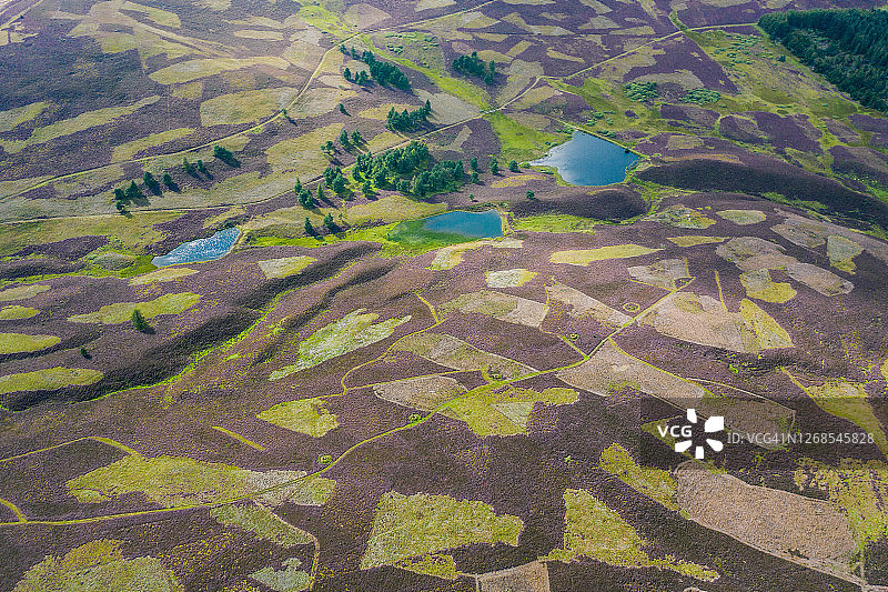 无人机拍摄的石楠花覆盖的沼泽地，苏格兰，英国图片素材