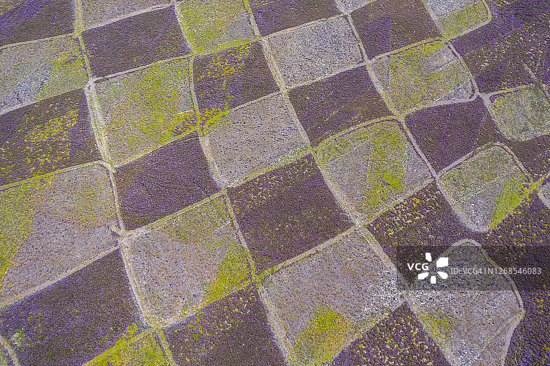 航拍视角下的苏格兰石楠花方形图案，英国图片素材