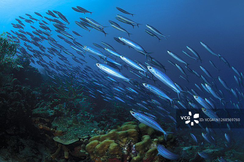 鱼群，博内尔岛礁图片素材