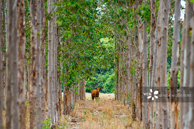 柚木树下的牛群图片素材