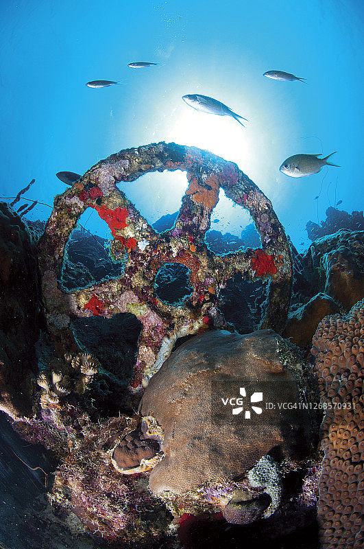 沉船的舵轮，博内尔岛礁图片素材