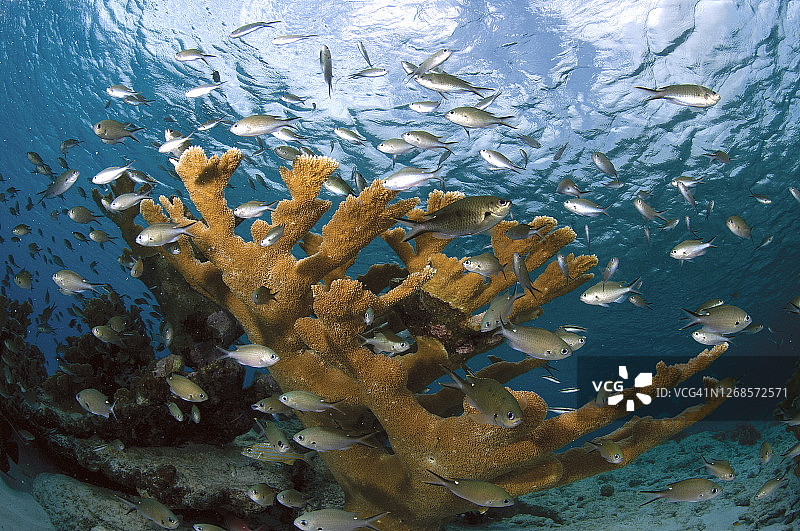 充满生机的梦幻珊瑚。博内尔堡礁图片素材