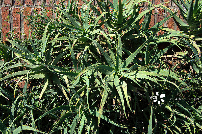 红砖墙前的芦荟植物图片素材