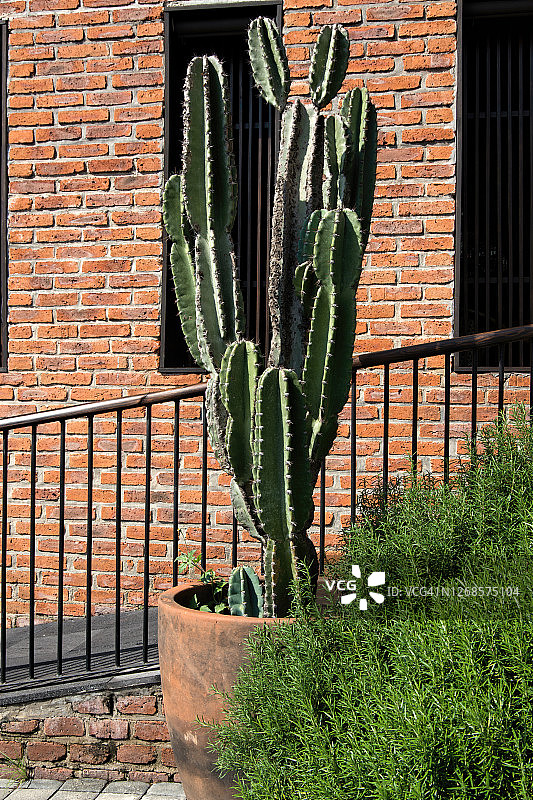 红砖建筑外赤陶盆栽大型仙人掌和茂密的绿色灌木图片素材
