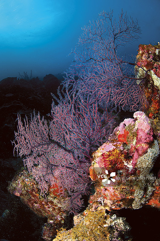 粉色珊瑚，博内尔岛礁图片素材