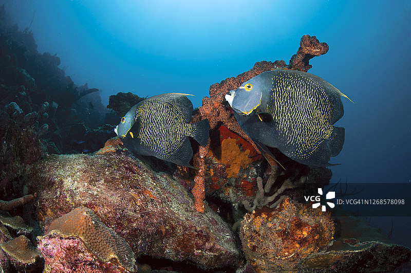 天使鱼，博内尔岛礁石图片素材