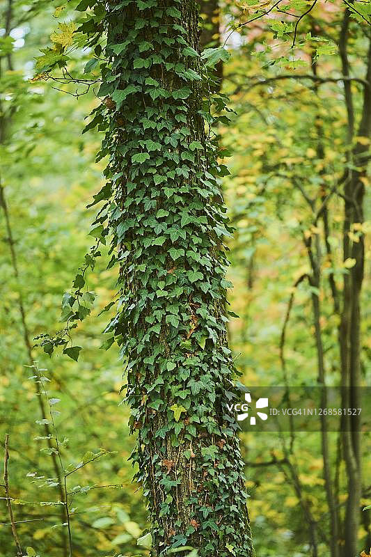 德国巴伐利亚，海德拉螺旋覆盖的树干图片素材