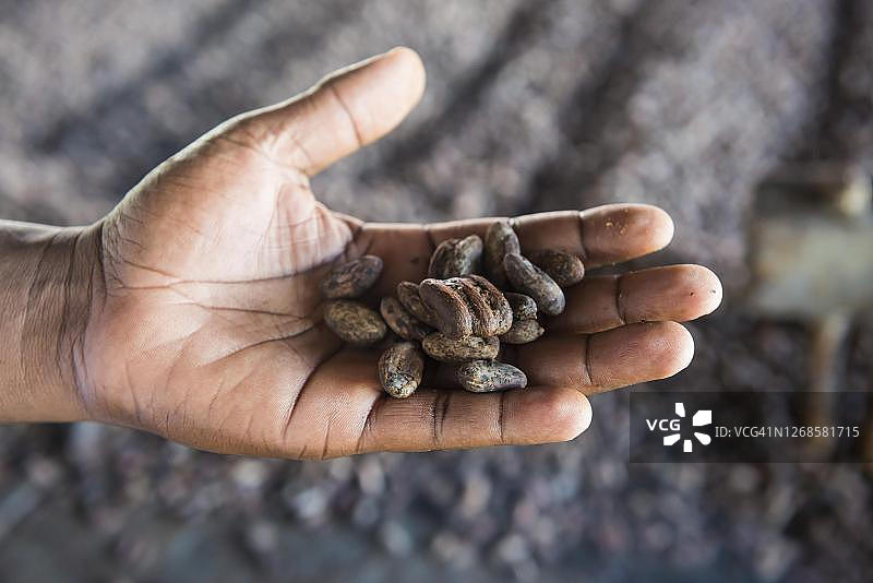 特写：可可豆、可可工厂、巴泰特、有机食品，赤道几内亚图片素材