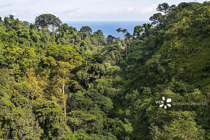 赤道几内亚比奥科岛热带丛林图片素材