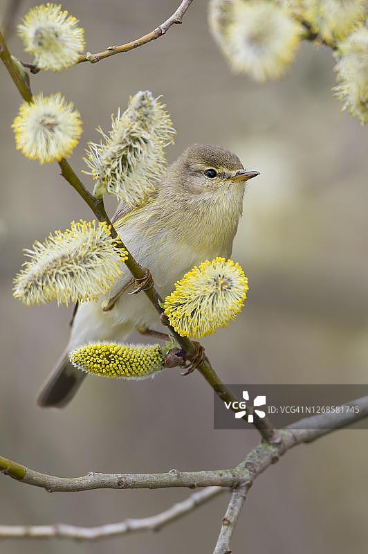 春季在德国下萨克森州草地上的一只叽喳柳莺图片素材