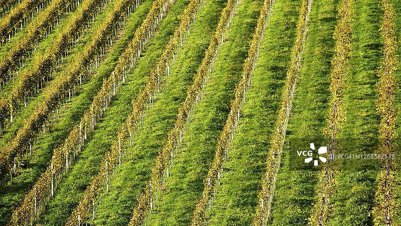 南施蒂利亚葡萄酒之路葡萄园，奥地利施蒂利亚图片素材