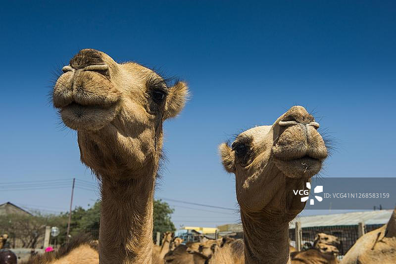 索马里兰哈尔格萨骆驼市场的骆驼图片素材