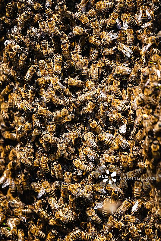 蜜蜂（西方蜜蜂），蜂群与蜂王离开蜂巢，奥地利图片素材