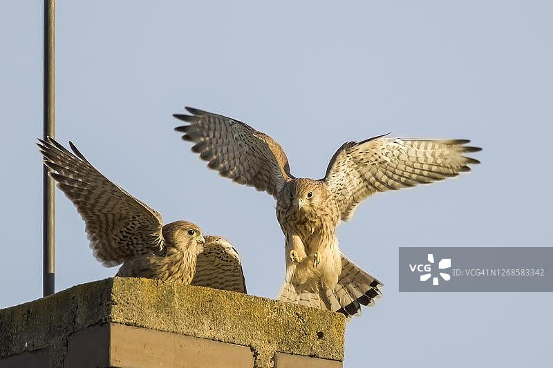普通红隼（Falco tinnunculus），幼鸟接近烟囱，德国黑森州图片素材