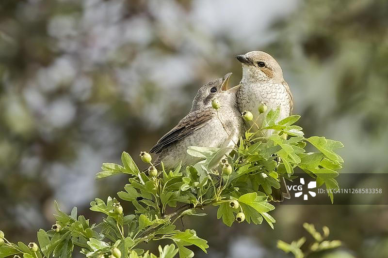 红背伯劳幼鸟在山楂枝上乞求成年雌鸟喂食，德国黑森图片素材