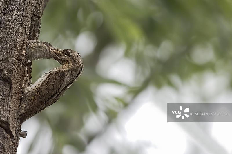 欧亚蚁䴕（Jynx torquilla），成年鸟在繁殖洞穴中喂养幼鸟，德国黑森图片素材