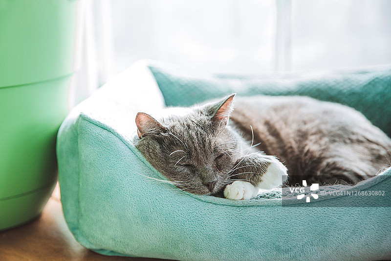 老年猫在宠物床上睡觉图片素材