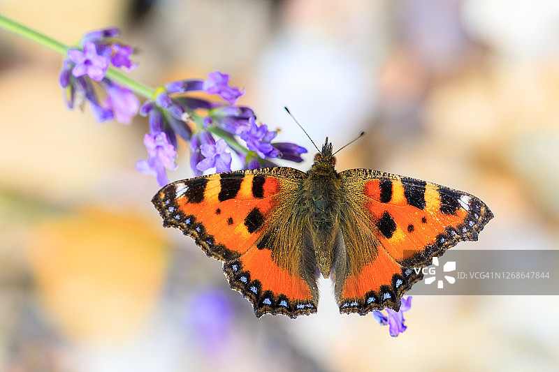 在薰衣草上的小龟甲蝴蝶图片素材