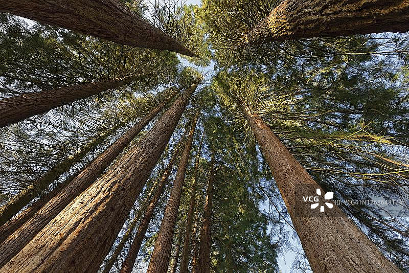 德国北莱茵-威斯特法伦州卡尔登基兴红杉农场的巨杉日出景观图片素材