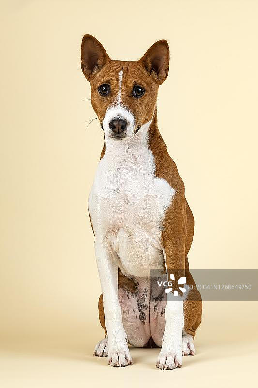 巴辛吉犬或刚果梗（犬），幼年，坐姿，6个月大，红白色，奥地利工作室拍摄图片素材