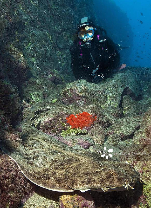 潜水员与大西洋天使鲨，富埃特文图拉岛，加那利群岛，西班牙，东大西洋图片素材