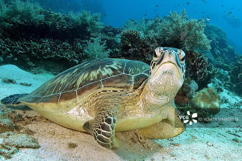 绿海龟（Chelonia mydas），菲律宾，菲律宾湖图片素材