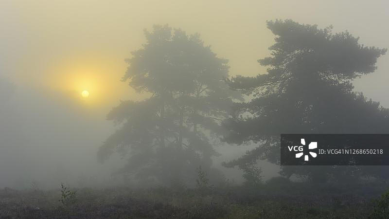 德国下萨克森州日出时分雾中的松树图片素材