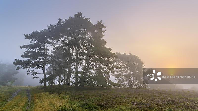 德国下萨克森州日出时分雾中的松树图片素材