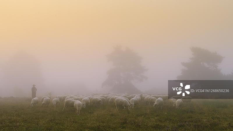 克洛彭堡图尔斯费尔德水坝日出时分的牧羊人与羊群图片素材