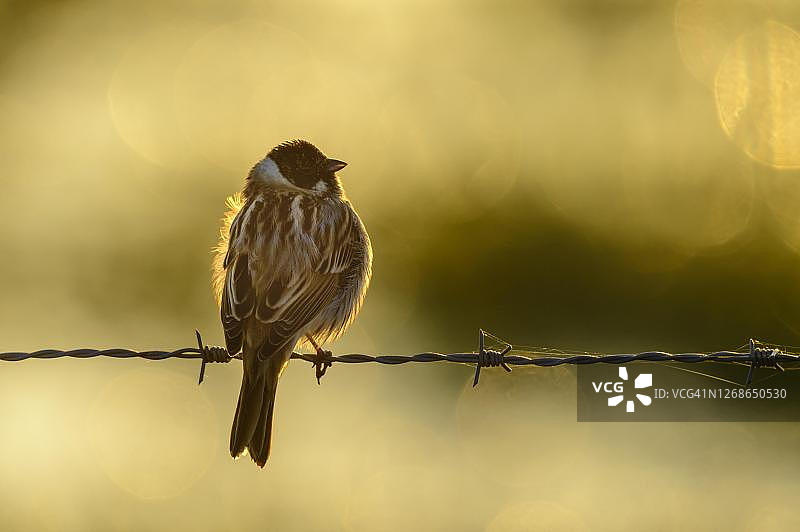 德国下萨克森州，日出时分在牧场围栏上逆光下的苇鹀图片素材
