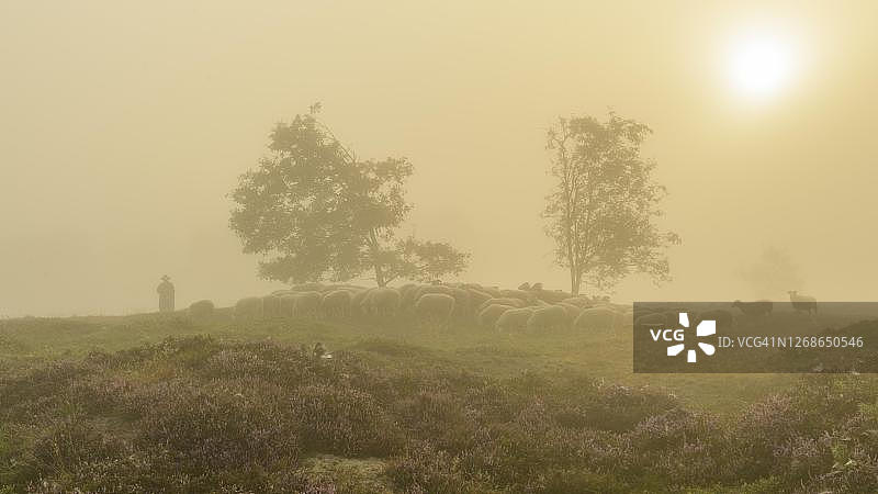 日出时分，雾气笼罩着图尔斯费尔德水坝，牧羊人带着羊群走在石楠地里，德国下萨克森州克洛彭堡县图片素材