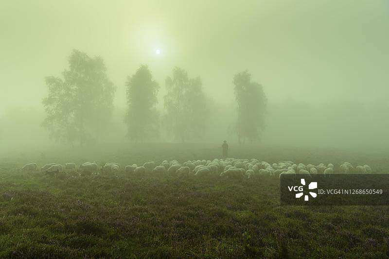 日出时分，雾气笼罩着图尔斯费尔德水坝，牧羊人带着羊群走在石楠地里，德国下萨克森州克洛彭堡县图片素材