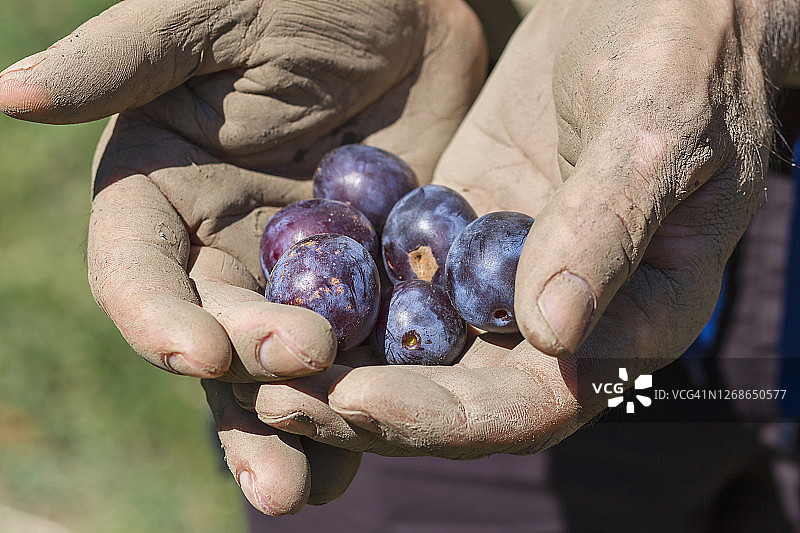 一个男人采摘李子图片素材