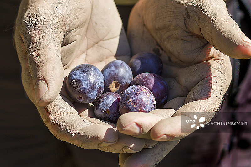 一个男人采摘李子图片素材