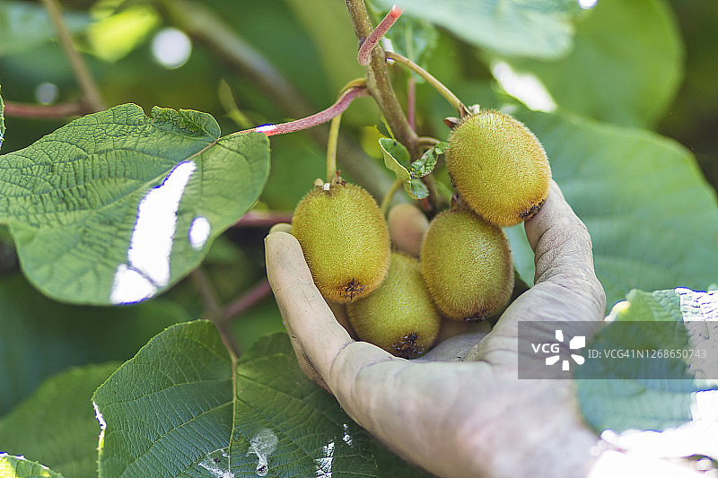 男子采摘猕猴桃图片素材