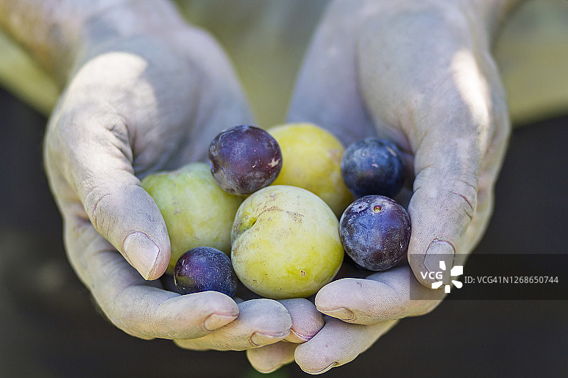 一个男人采摘李子图片素材