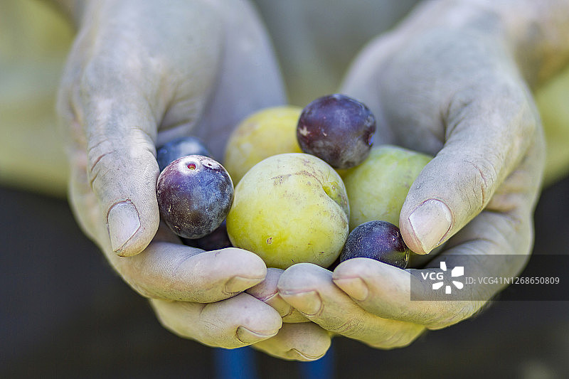 一个男人采摘李子图片素材