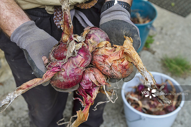 男人正在收获洋葱图片素材