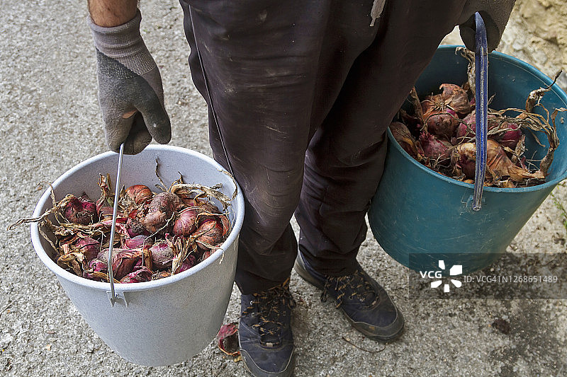 男人正在收获洋葱图片素材
