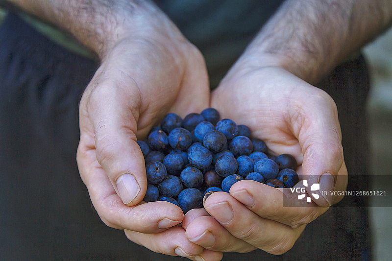 男人采摘蓝莓图片素材