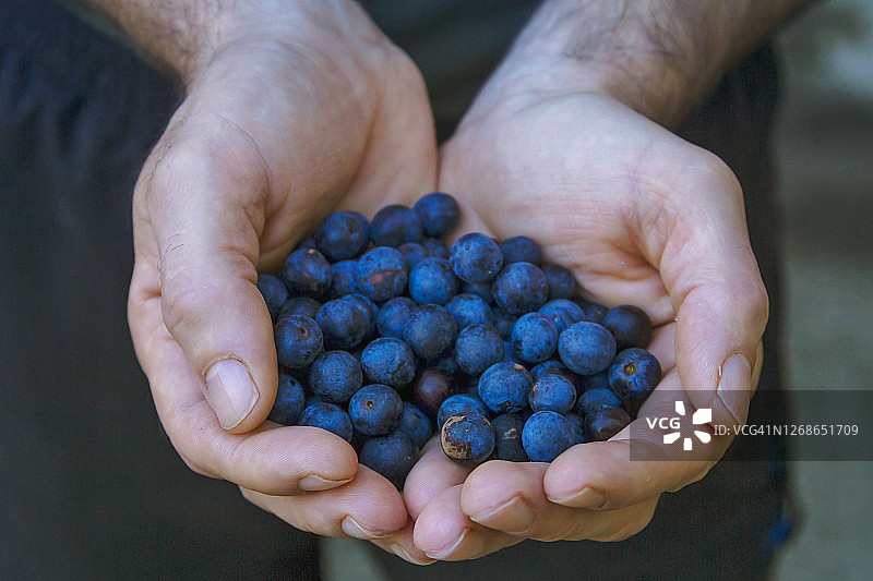 男人采摘蓝莓图片素材