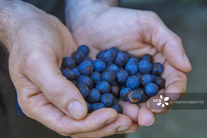 男人采摘蓝莓图片素材